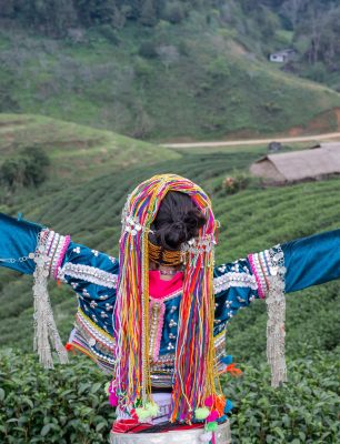 Agriculture of hilltribe women collecting tea leaves in the fields. Hill tribe woman.