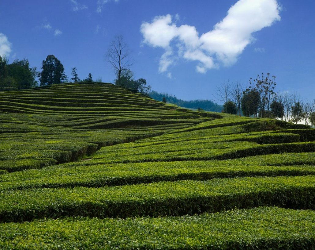 tea-garden